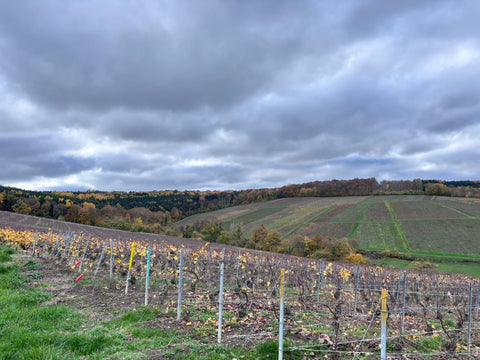 La biodynamie : une viticulture vivante, loin des idées reçues - les verres complices